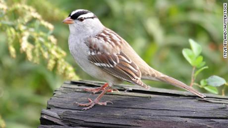 An adult white-crowned sparrow on a log. 