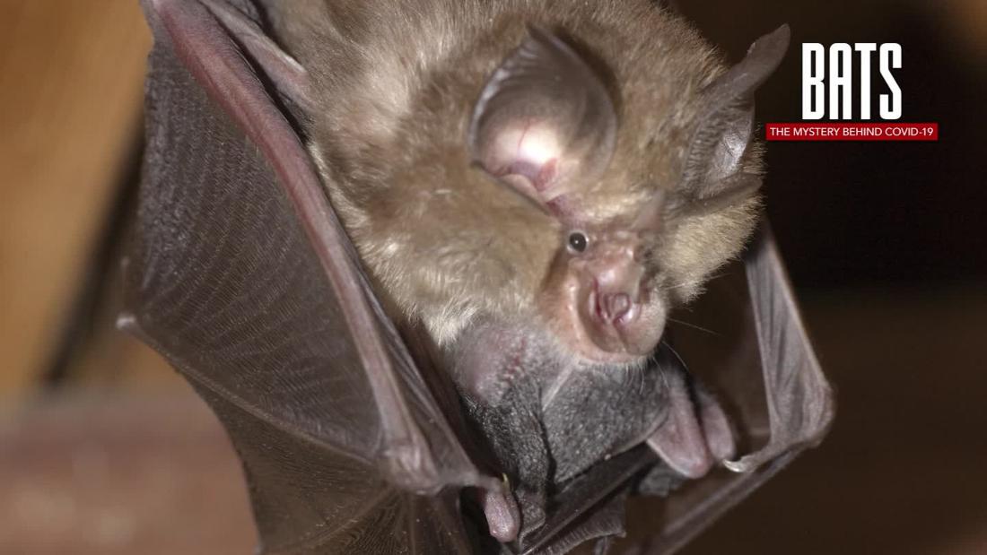 Scientists Believe Covid-19 May Have Roots In These Bats - CNN Video