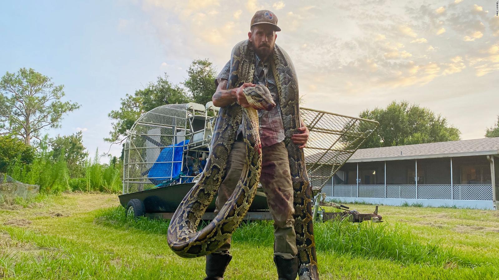 17foot python caught in Florida CNN