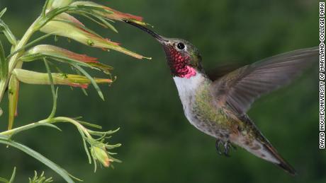 This male broad-tailed hummingbird has magenta throat feathers that are likely perceived by birds as an ultraviolet+purple combination color.