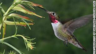 Hummingbirds can see an array of colors invisible to humans