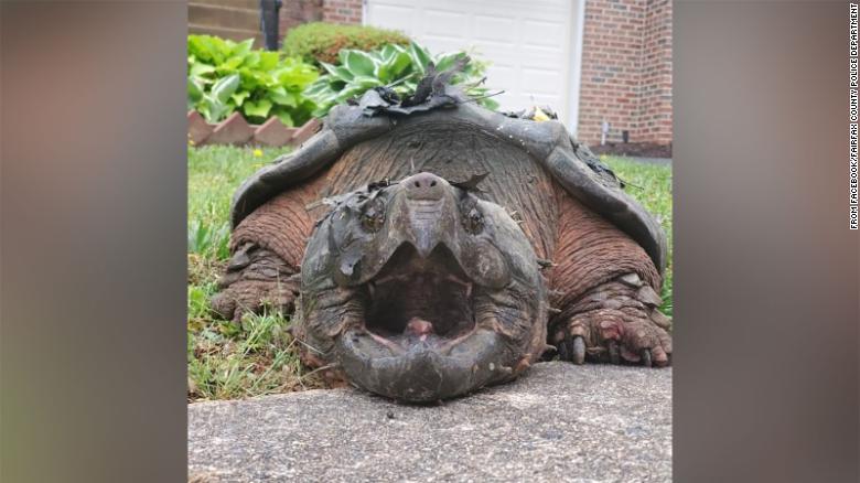 Lord Fairfax A 65 Lb Turtle Found In A Virginia Neighborhood Cnn