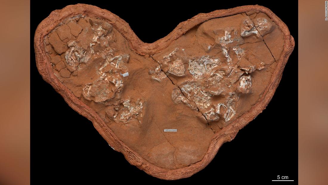 This is a clutch of fossilized Protoceratops eggs and embryos, discovered in the Gobi Desert of Mongolia. They  provide evidence that dinosaurs laid soft-shell eggs.