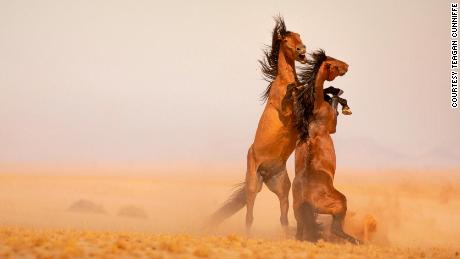 Namibia&#39;s last wild horses face a perilous future