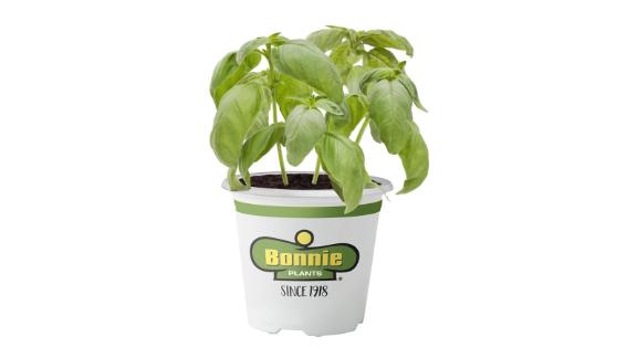 Bonnie Plants Sweet Basil 