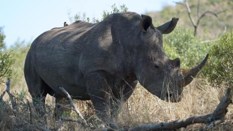 Dlaczego liczba białych nosorożców wzrosła o 34 000%