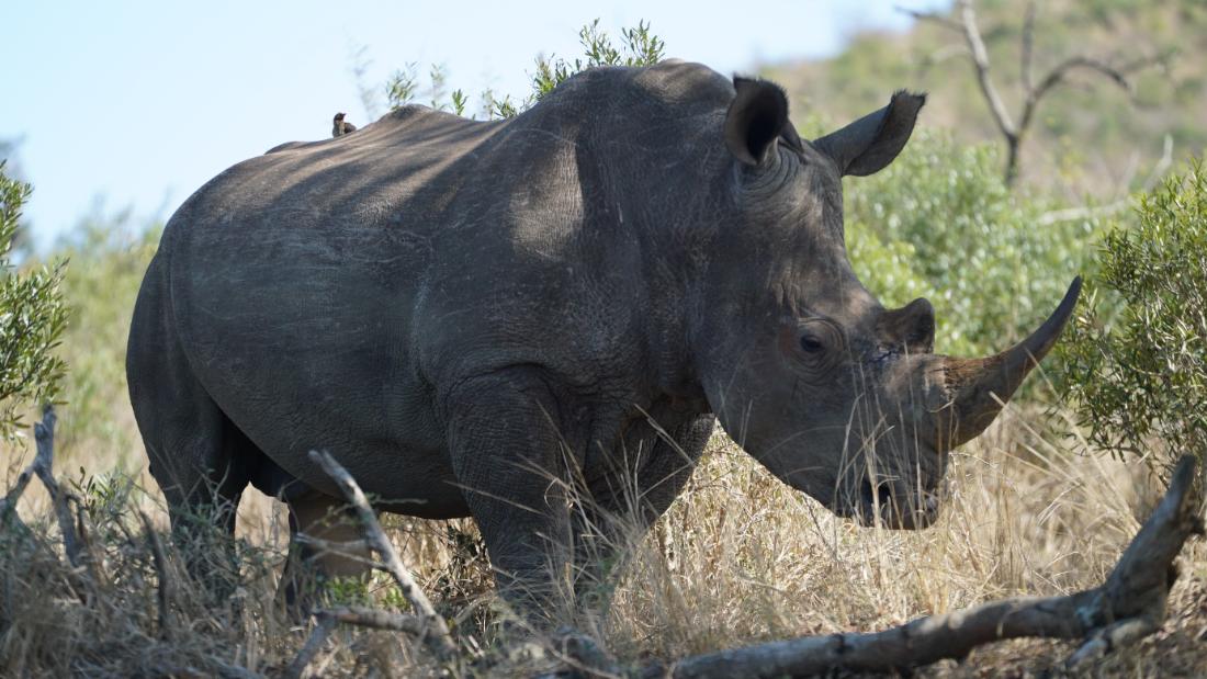 southern white rhinoceros conservation status