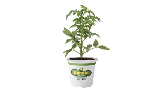 2.32-Quart Husky Cherry Red Tomato Plant 