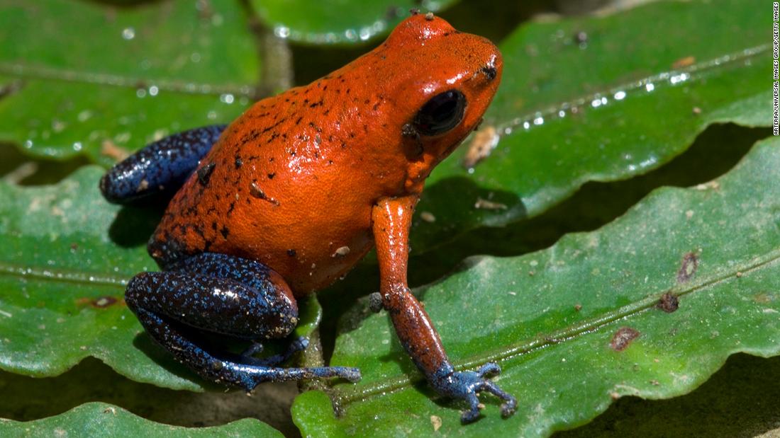 Paradise restored: how Costa Rica saved its biodiversity