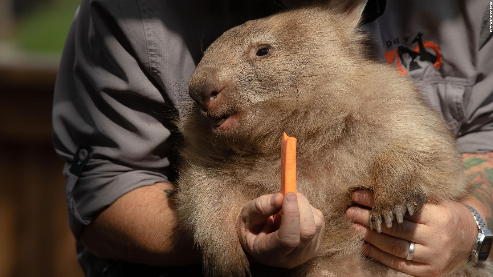 giant stuffed wombat