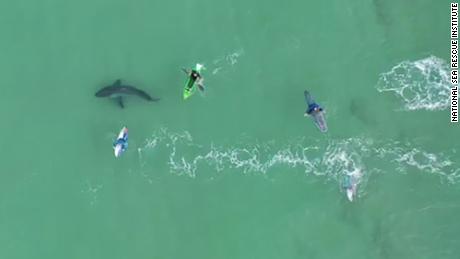 The drone video shows surfers' very close encounters with great white sharks  