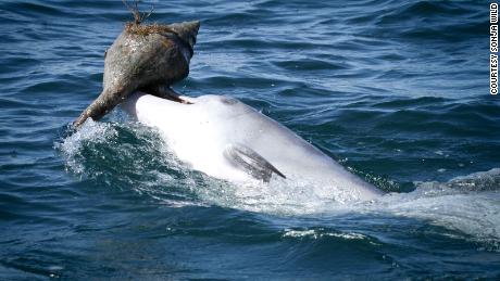 Dolphins are learning smart fish-catching trick from peers, not mothers