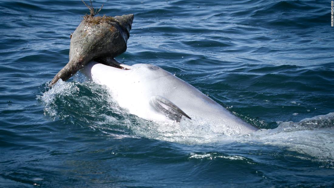 Dolphins Play A Game Of Catch The Fish