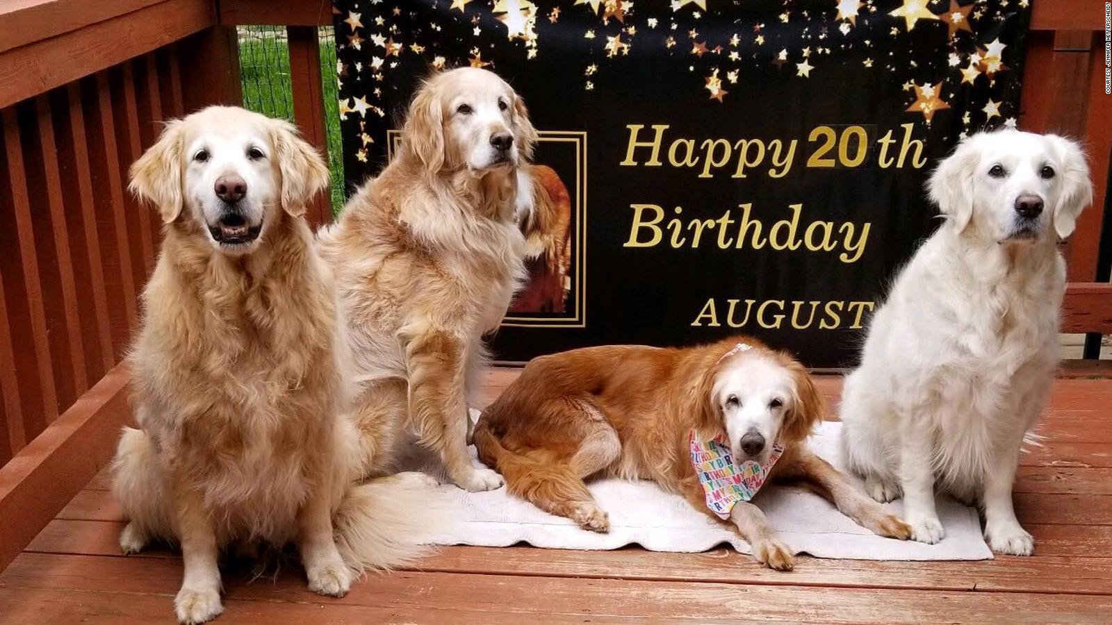 Tennessee dog Augie celebrates 20th birthday to oldest golden