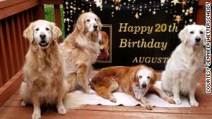 Goldens born in November 2020