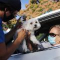 coronavirus california vet tech drive through 0623