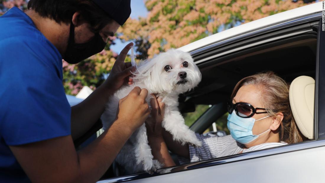 A veterinary technician vaccinates Cohiba, Sasha Cardenti&#39;s dog, at a drive-thru clinic in Mission Viejo, California, on June 23.