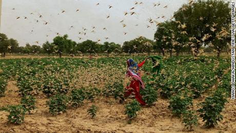 New Delhi on high alert after desert locusts swarm through neighboring Gurgaon
