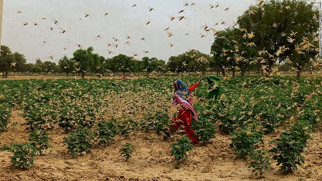 New Delhi on high alert after locusts swarm