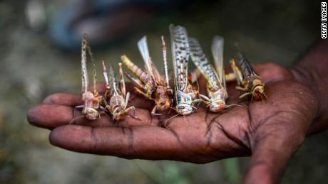 Locusts Badra Sonauti village on the outskirts of Allahabad 
