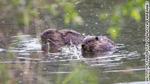 Beavers are gnawing away at the Arctic permafrost, and that&#39;s bad for the planet