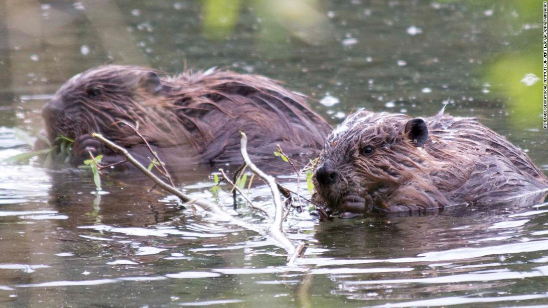 Beavers are gnawing away at the Arctic permafrost, and that's bad for the planet - CNN