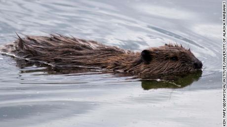 A beaver swims in a pond near the Tonsina River, Alaska. The master builders are enjoying a dam-building boom in parts of the Alaskan tundra where they previously haven&#39;t been established.