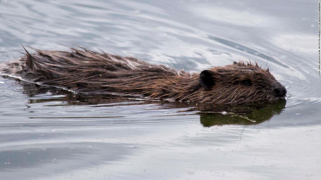 do beavers hibernate migrate or adapt