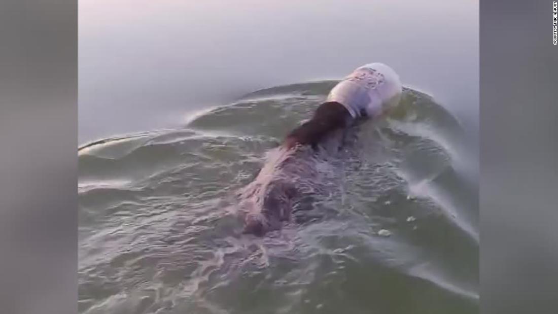 A family rescued a bear after it was found swimming with a plastic tub on its head