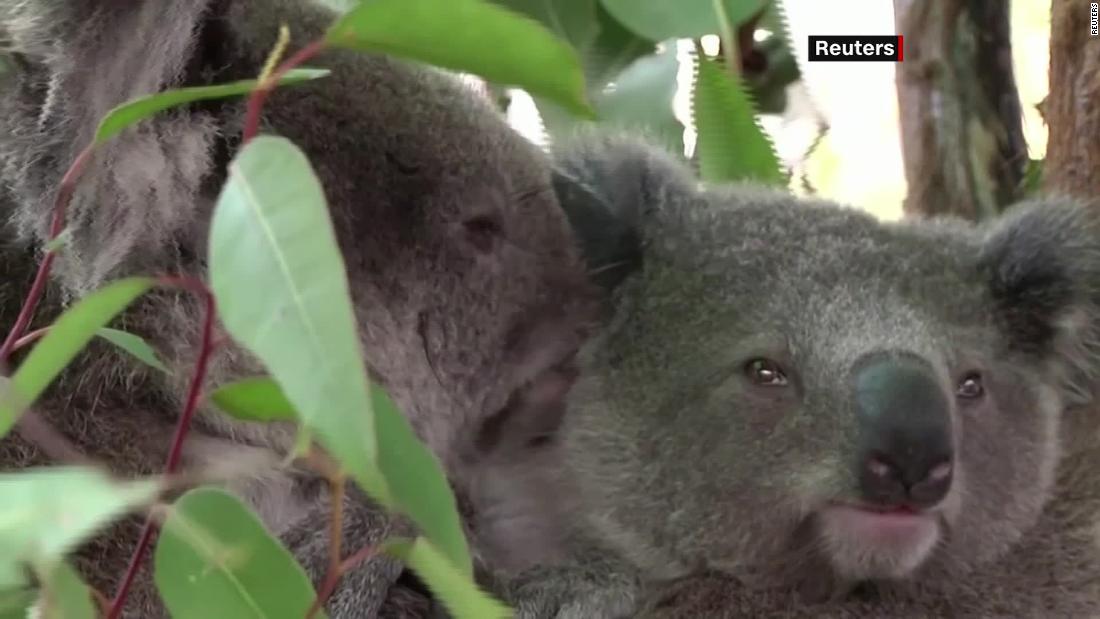 Australia: Los koalas podrían extinguirse antes de 2050, dice estudio ...