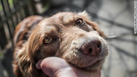 Your body can produce oxytocin after sustained eye contact with other people (and dogs).