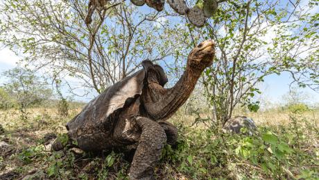 These tortoises saved their species from extinction. Now they're back home