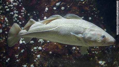 Atlantic cod, one of the most commerically important fish species in the US, could be threatened by warming water temperatures, the authors of a new study have found.