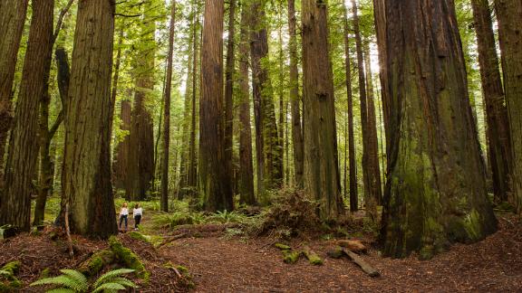 Humboldt Redwoods State Park