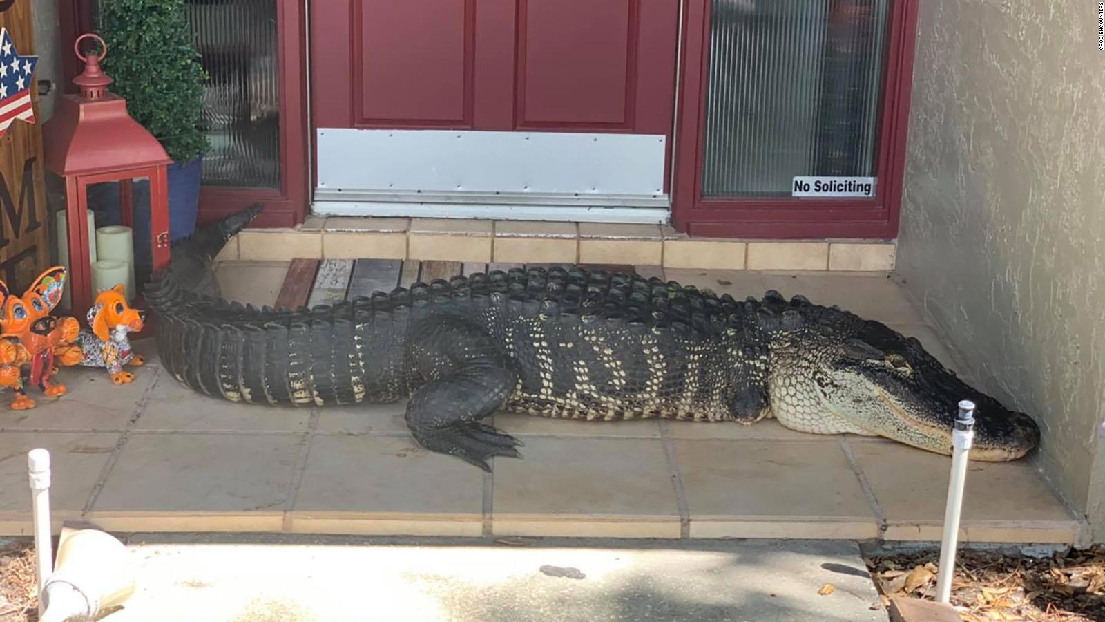 A family in Florida found a nearly 9foot alligator with missing limbs