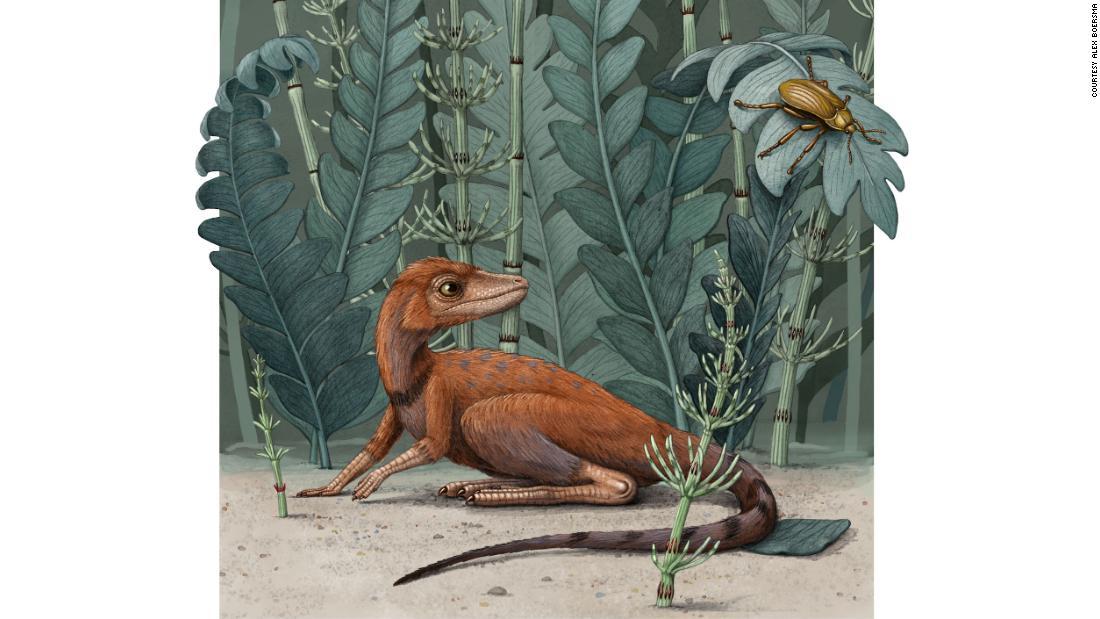 This illustration shows Kongonaphon kely, a newly described reptile that was an early ancestor of dinosaurs and pterosaurs. The fossil was found in Madagascar. It lived about 237 million years ago.