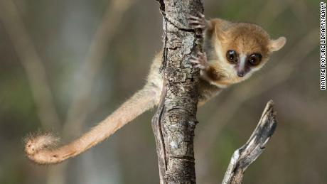 Madame Berthe&#39;s mouse lemur, the world&#39;s smallest primate, lives in Madagascar.