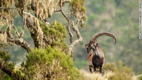 The Walia ibex is endemic to Ethiopia and lives in the Simien Mountains. It&#39;s a rare case of a species having its prospects upgraded in the latest IUCN update.