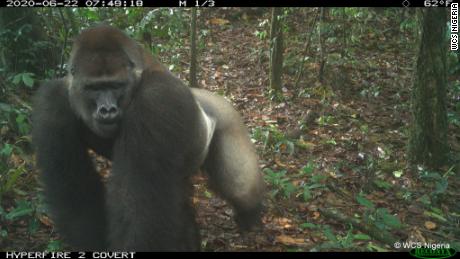 The most endangered gorilla subspecies in the world has been sighted in southern Nigeria.
