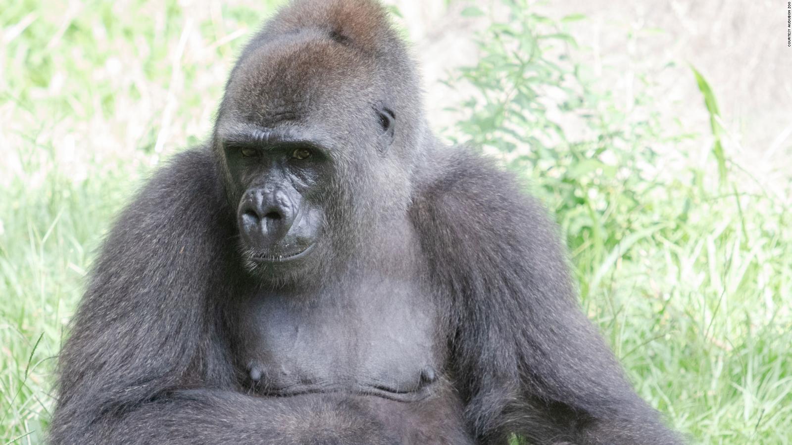 Audubon Zoo Creates Baby Shower Registry For Endangered Pregnant 