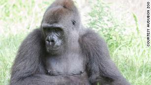 A critically endangered gorilla is about to be a mom, and she&#39;s using a doll for practice