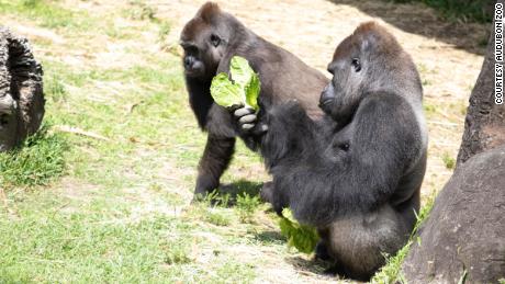 Zoo creates baby shower registry for endangered pregnant gorilla