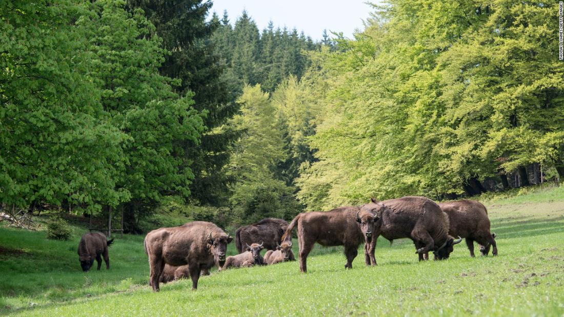 Wild bison will be released into the UK for the first time in thousands of years