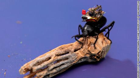 Scientists strapped a tiny camera to a beetle to test just how small video technology can get