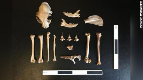 Remains of the cat found in Dhzankent are shown here.