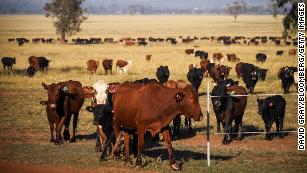 The world&#39;s methane emissions are at a record high, and burping cows are driving the rise