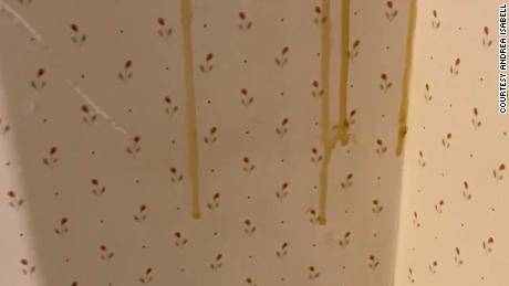 Homeowners Andrea and Justin Isabell found lines of honey running down the walls of their mudroom.
