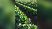Organic Romaine Lettuce growing at McClendon&#39;s Select Goodyear, AZ farm location.
