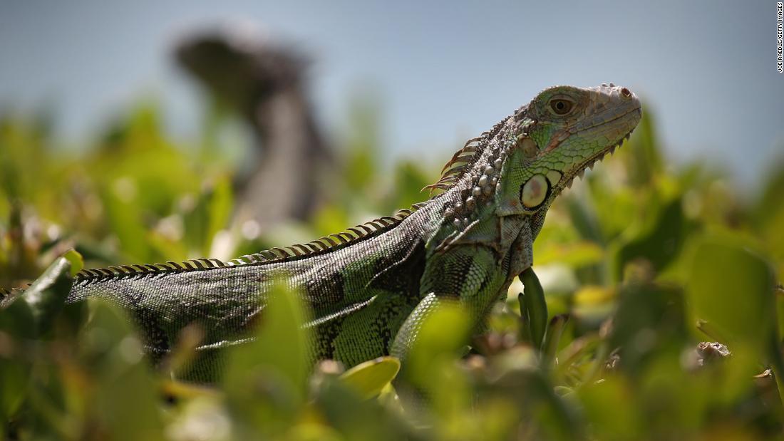 This is the fall season of iguanas in South Florida