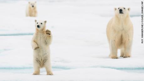 A polar bear cub is shown in Svalbard, Norway. A new study finds that polar bears in most regions of the Arctic could struggle to survive beyond 2100 if humans do not reduce greenhouse gas emissions.